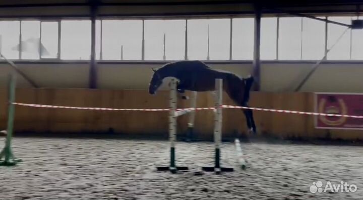 Перспективная кобыла в спорт