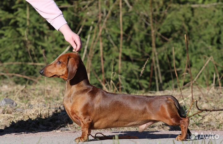 Вязка такса стандартная