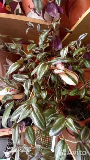 Традесканции сортовые