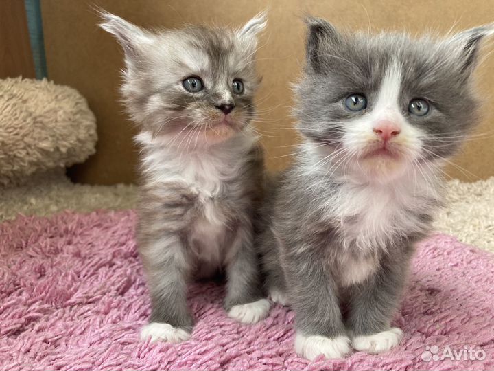Котята мейн-кун
