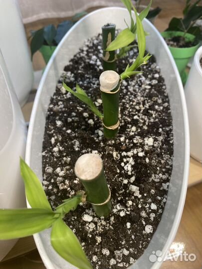 Бамбук (драцена Сандера)