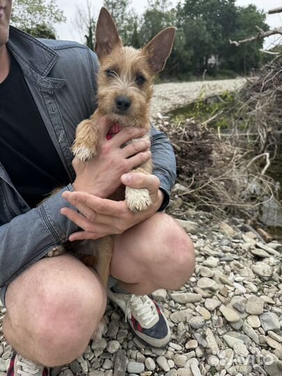 Девочка метис Йорка