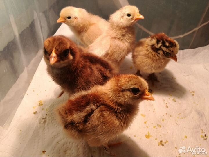 Цыплята карликовых кур