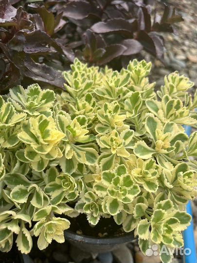 Многолетники садовые