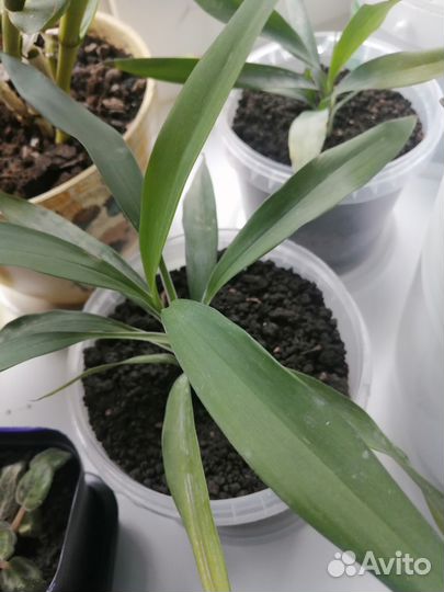 Комнатные цветы юкка