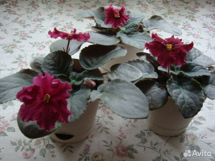 Фиалка сенполия