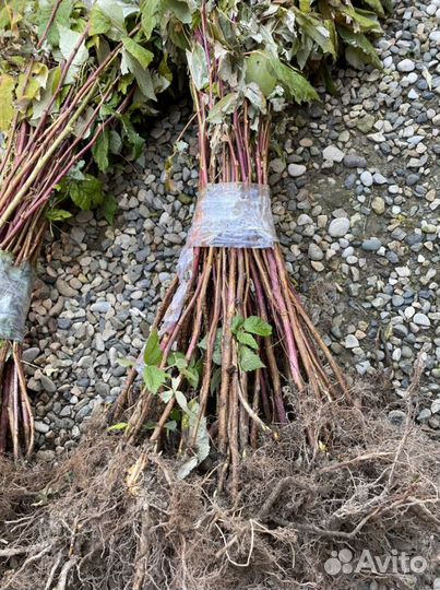 Саженцы малины