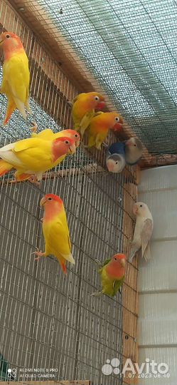 Неразлучники