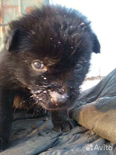 Отдам бесплатно