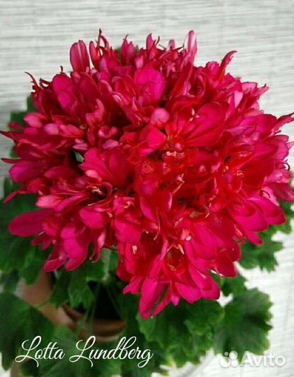 Пеларгония герань сортовая