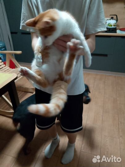 Домашние животные кошки