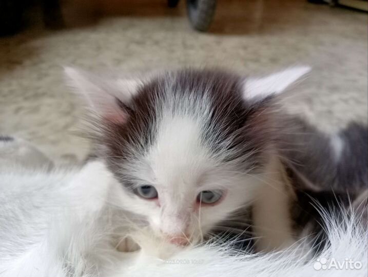 Кошка в дар