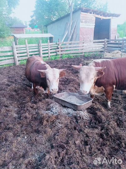 Быки на мясо живым весом