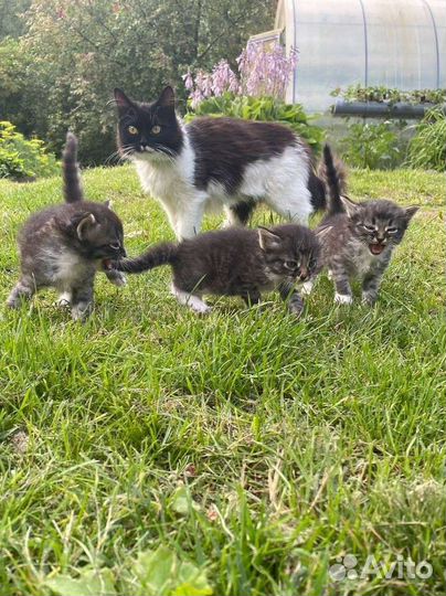 Котята