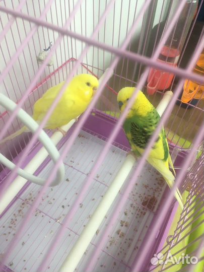 Парочка волнистых попугаев с клеткой