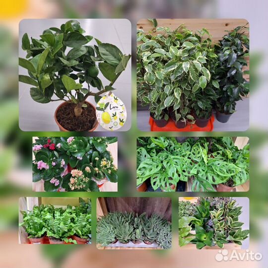 Кодиеум кротон