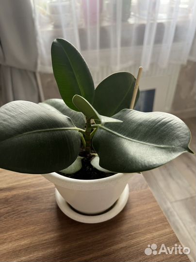 Фикус каучуконосный