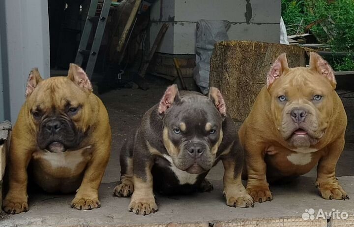 Американский булли