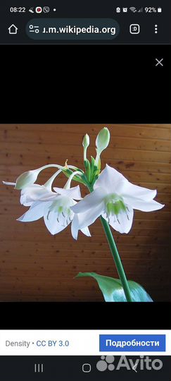 Эухарис амазонская лилия