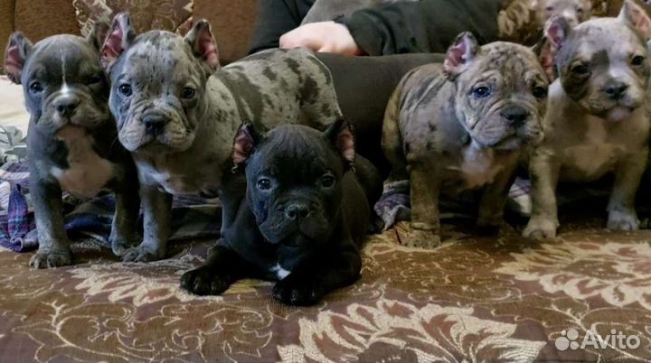 Американский булли покет