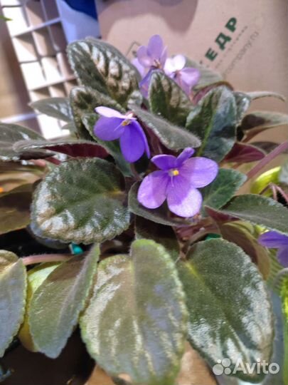 Комнатные растения разные