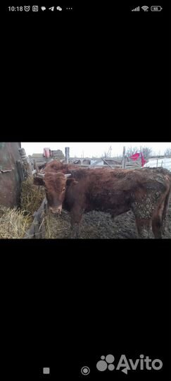 Бычки 1.5 годовалые Ростовская порода