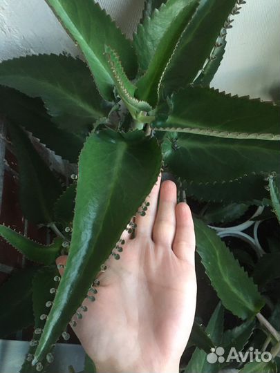 Каланхоэ лечебное Дегремона