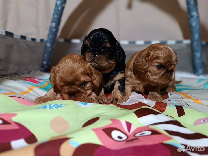 Кинг Чарльз Спаниель / Щенки / Девочка