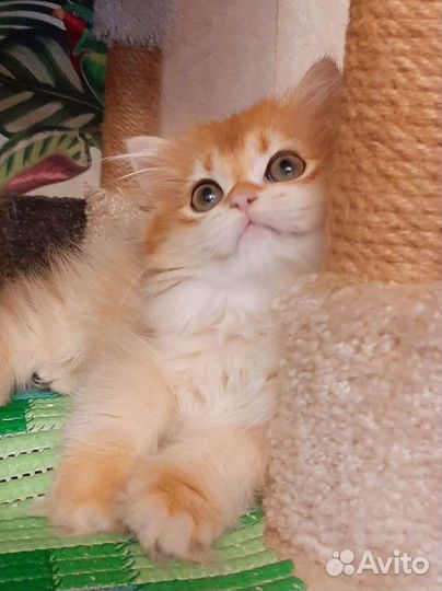 Золотые пушистые котята