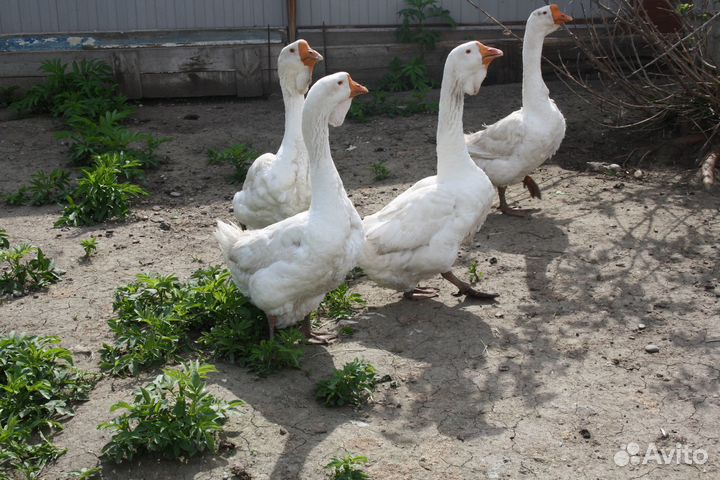 Холмогорские гуси на племя и индоутки голубые