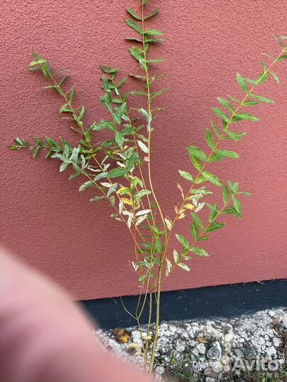 Ива хакуро нишики