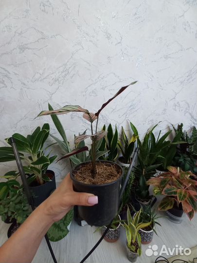 Калатея white стар