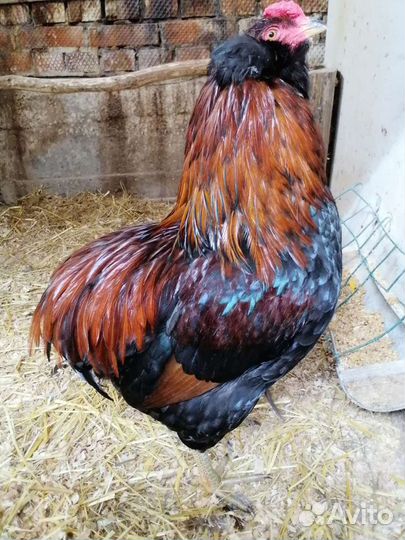 Араукан золотистогривый