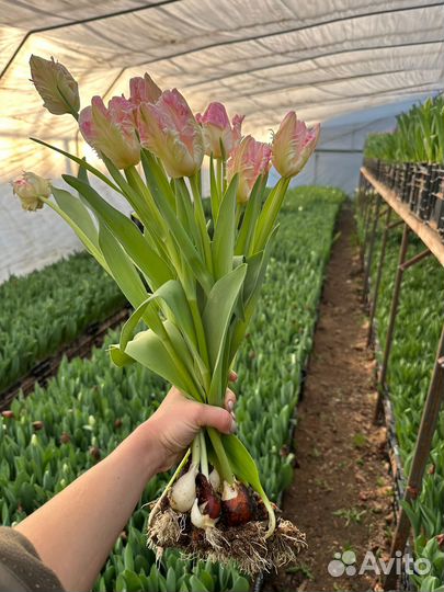 Пионовидные и бахромчатые тюльпаны из Краснодара о