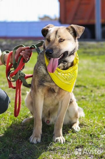 Ищет любящих хозяев