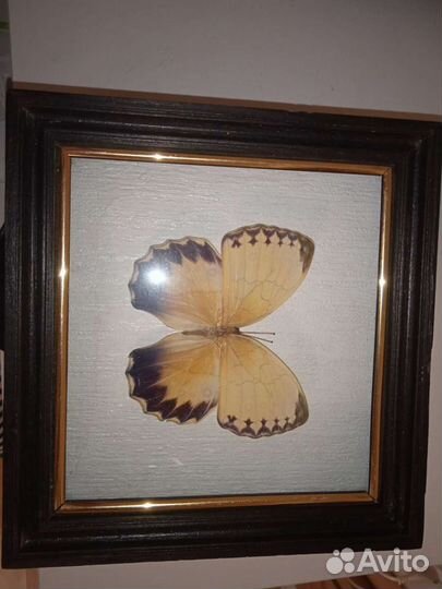 Бабочка Стихофтальма китайская