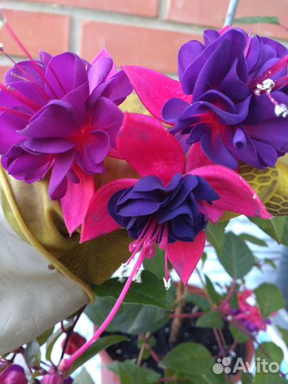 Оксалис, бегония,фуксия