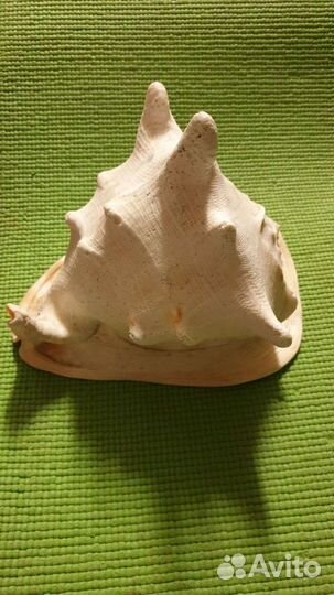 Ракушка большая