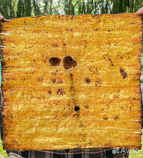 Прополисный положок холстик