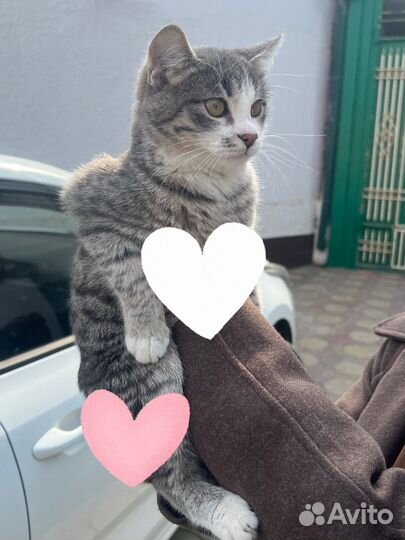 Отдам в ответственные руки