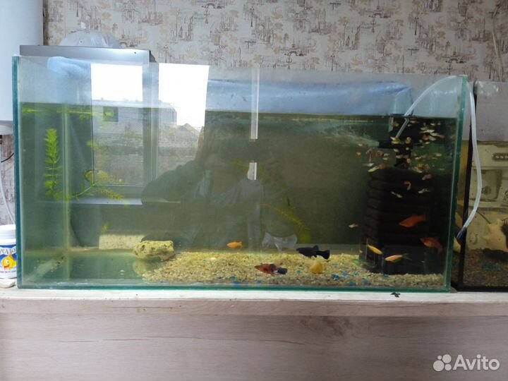 Аквариумные рыбки