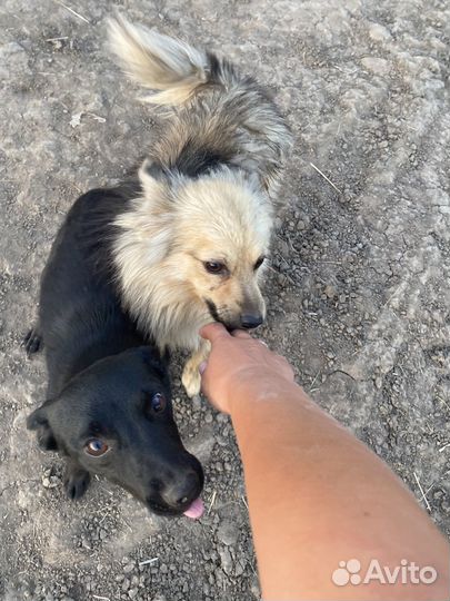 Домашняя передержка собак