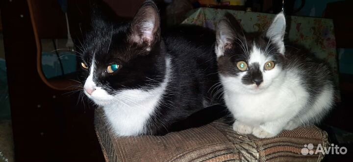 Отдам бесплатно