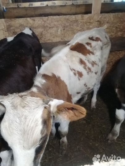 Корова стельная дойная