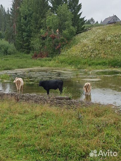 Продажа крс