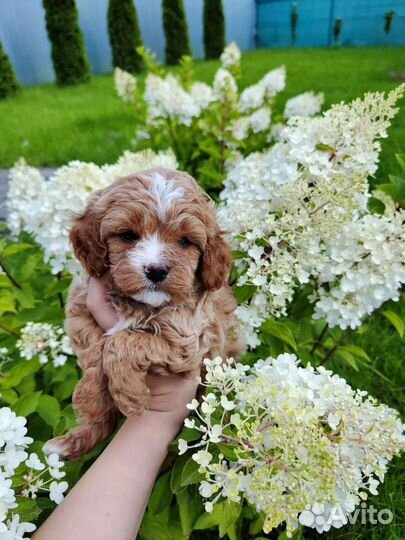 Щенки кавапу