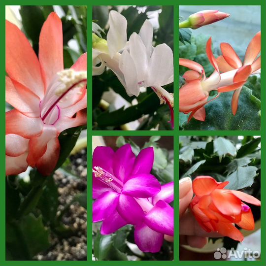 Декабрист шлюмбергера