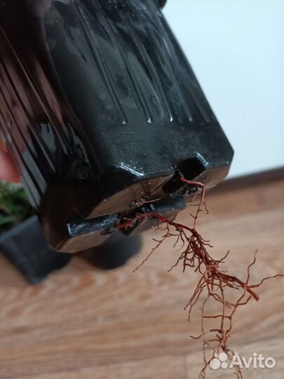 Туя смарагд