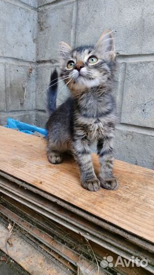 Котенок