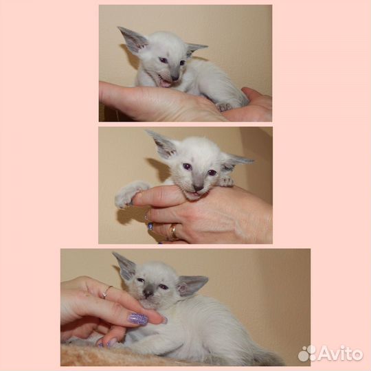 Ориентальные котята,бронирование